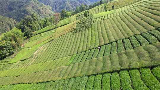 茶园茶叶茶茶山绿茶农业茶海采茶茶文化航拍