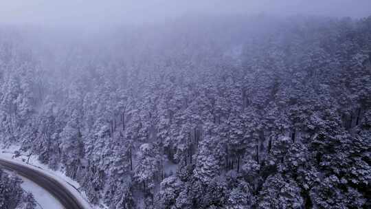 汽车行驶在白雪森林中的公路上FPV航拍