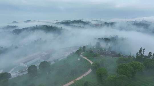 航拍云雾中的茶山