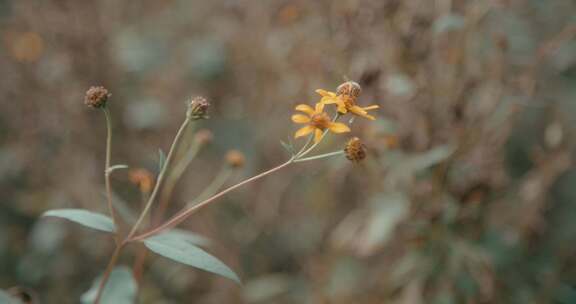 蜜蜂从黄色花朵上采集花粉