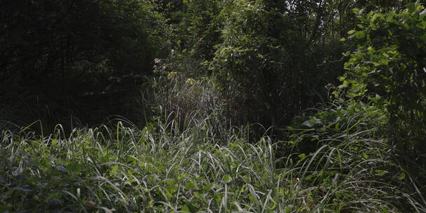 户外 野外 植物 自然 绿色 桂花 秋天叶子