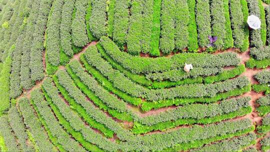 四川雅安大地指纹茶山茶园航拍