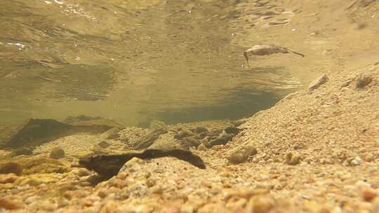 清澈的山涧溪水水下高速升格4K镜头