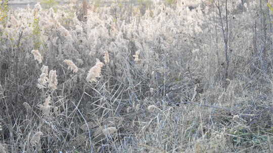 芦苇 禾本科 被子植物 湿地边