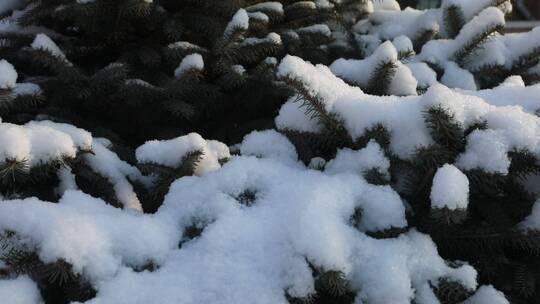 覆盖积雪的树丛自行车