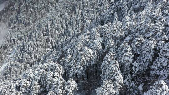 航拍湖北神农架冬季冬天阳光冰雪雪松雪景