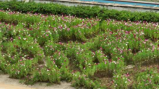 航拍福建福州城市花海公园