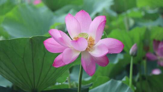 济南夏季大明湖，雨中荷花盛开娇艳醉人