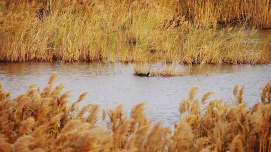 湿地芦苇丛中的水鸟