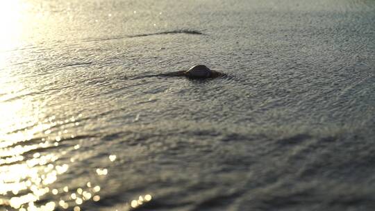 阳光沙滩下海螺贝壳海水浪花海滩沙子夕阳光