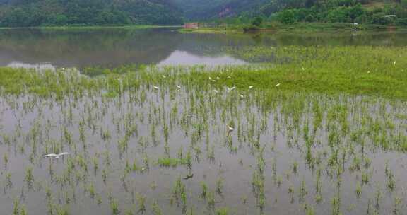 青山绿水生态湿地一群白鹭飞翔福建大金湖