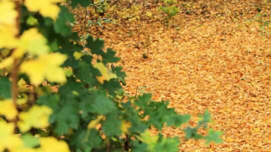 秋天落叶