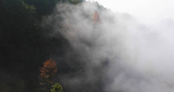 晨曦江南高山森林树林云海云雾生态环境