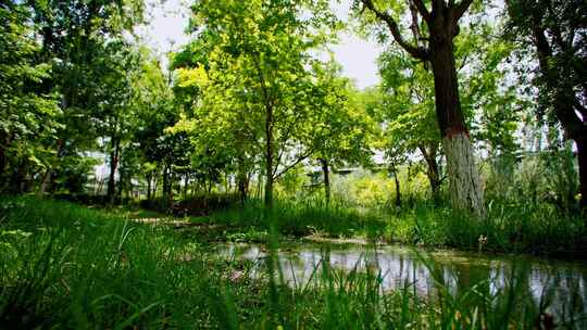 夏季时光公园绿地湿地-树荫林间