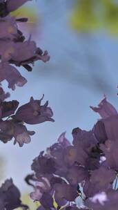 紫花4K视频