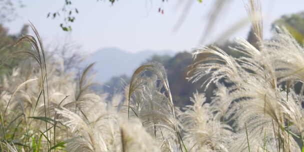 芦苇山野户外森林