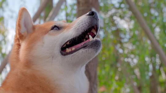 日本柴犬宠物狗在公园里4K