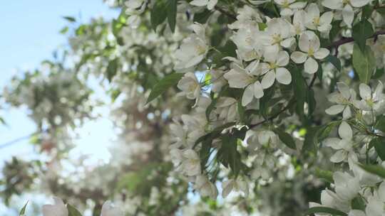 苹果，花，花，树