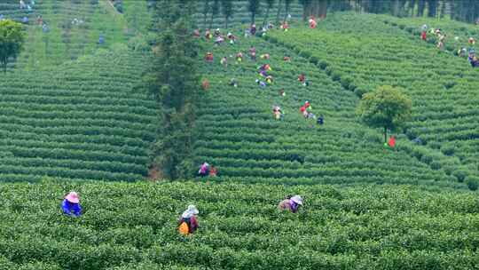 航拍茶园采茶工 航拍山区茶山 采茶人