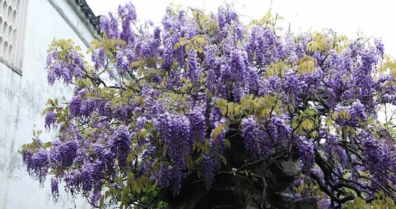 苏州网师园二百五十岁紫藤开花 紫色花海