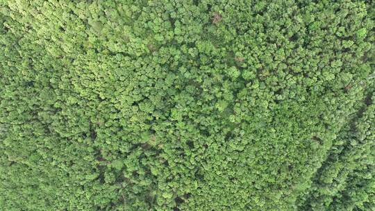 山林航拍森林山峰树林原始森林生态自然环境