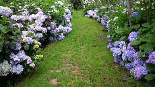 绣球花花园公园景区景点