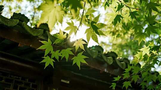 处暑白露枫叶光影唯美清新自然视频