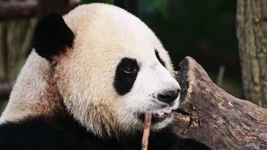 动物大熊猫视频素材模板下载