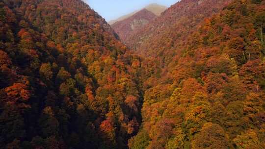 航拍秋天山谷树叶红了