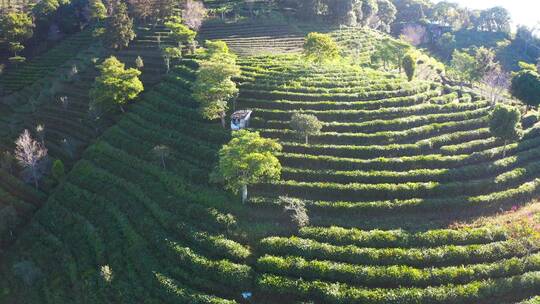 航拍茶山茶园