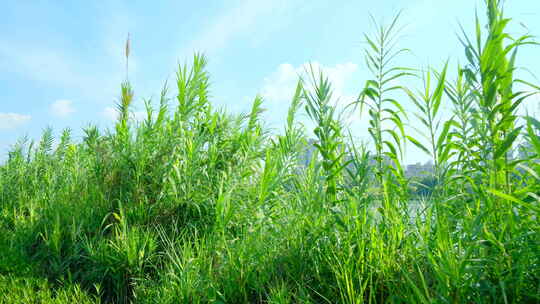 芦竹 河边 植物 草丛