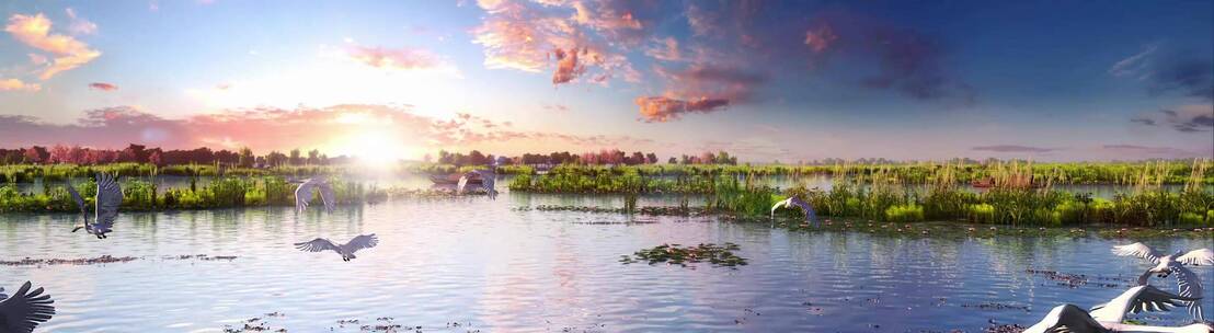 湿地公园绿色生态环境环保白鹭飞鸟白鹤动画