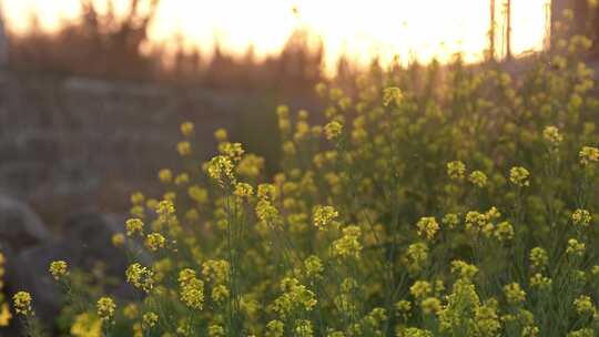 春天油菜花开花特写