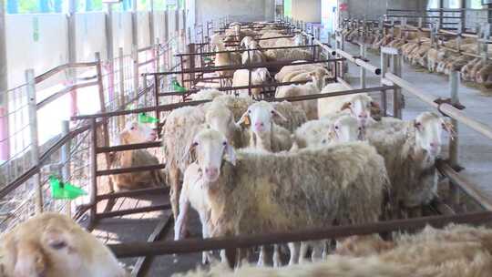 羊圈 动物 防疫 饲养视频素材模板下载