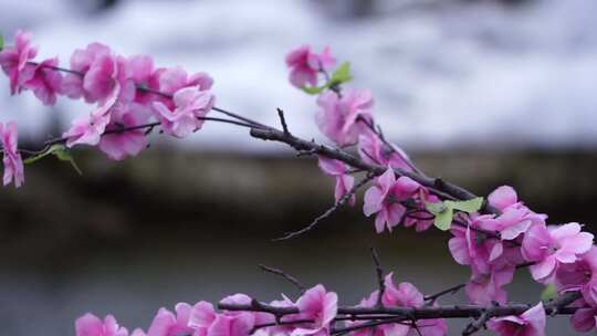 沕沕水生态风景区 梅花 粉色 植物 景色