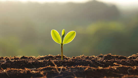土壤中幼苗生长特写