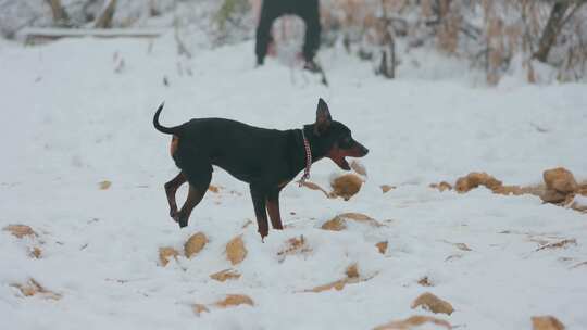 雪地里的黑色宠物犬觅食与奔跑