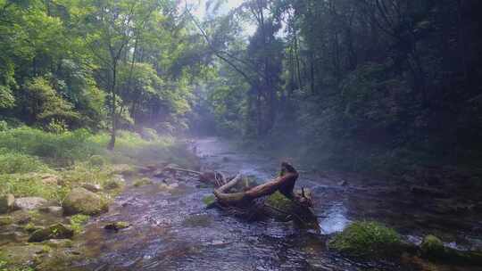 绿色森林晨雾中的清澈溪流张家界金鞭溪