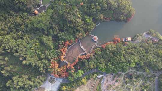 深圳仙湖植物园水杉秋色航拍视频素材模板下载