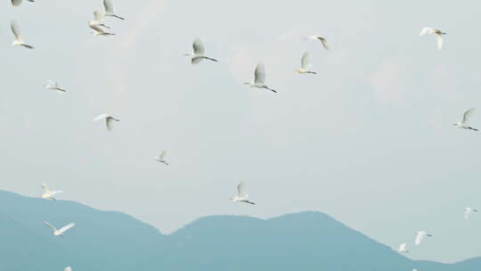 一群白鹭在天空飞翔翱翔升格视频素材模板下载