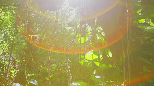 阳光照射茂密的森林视频素材模板下载