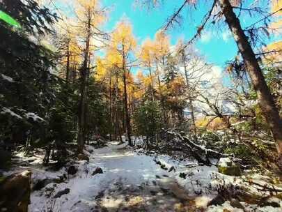 雪山下多彩树林与湖泊相映的美景