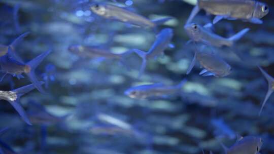 水族馆的鱼视频素材模板下载