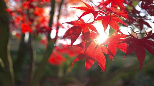 火红的枫叶在阳光的照射下显得格外的美丽