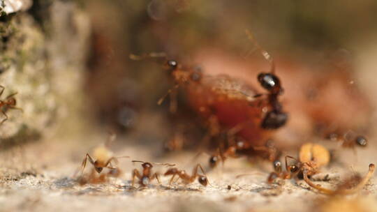 一群蚂蚁搬运食物微距特写镜头视频素材模板下载