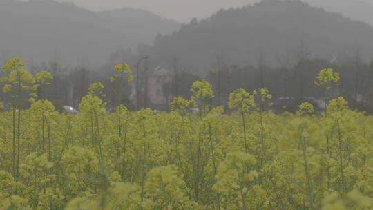 油菜花春暖花开