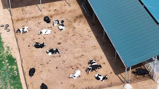 现代化养殖牧场奶牛挤牛奶视频素材模板下载