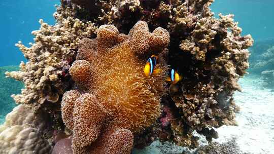 珊瑚礁斐济大星盘礁海洋美景鱼群海龟魔鬼鱼