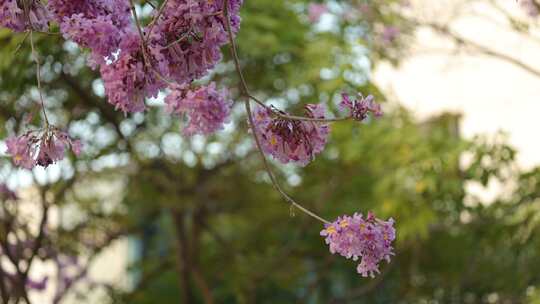 紫花风铃木