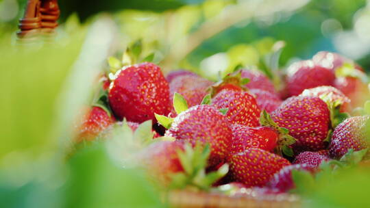 农民把草莓放在篮子里特写镜头